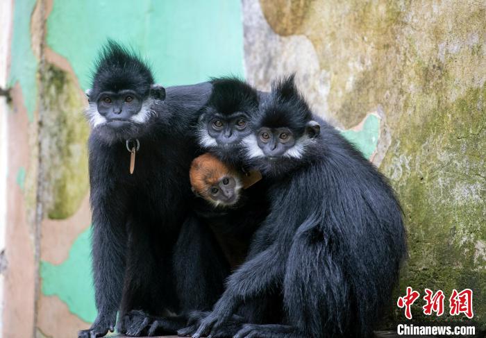 人工繁殖黑叶猴新生仔猴在广西梧州健康成长