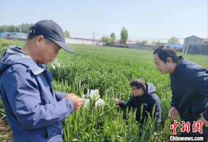 河北鸡泽发现天然雄性不育小麦为新品种选育提供重要支撑